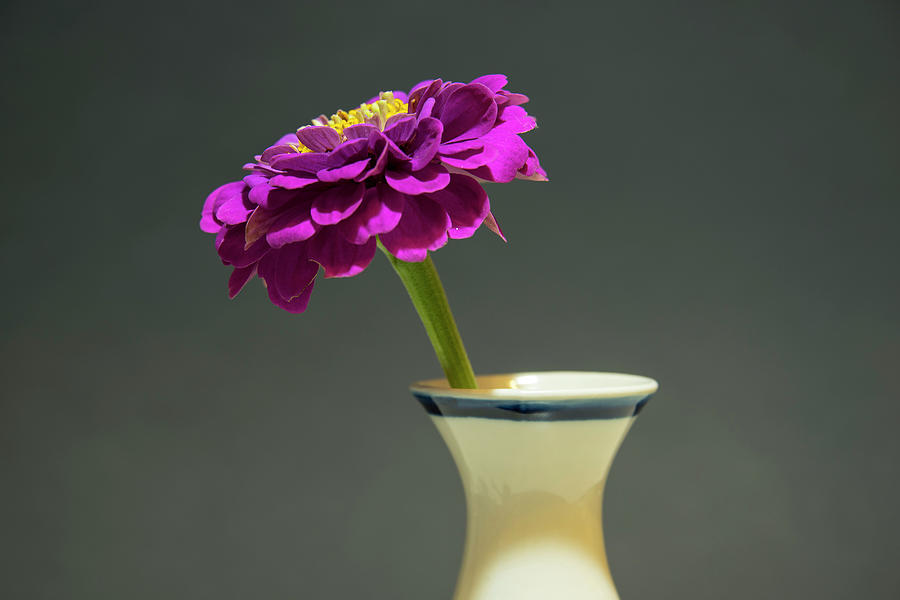 Zinnia And Vase Photograph