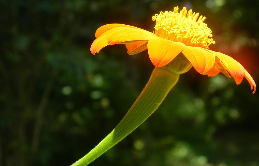 Zinnia Angustifolia Stem Photograph by Alyse Marianna - Fine Art America