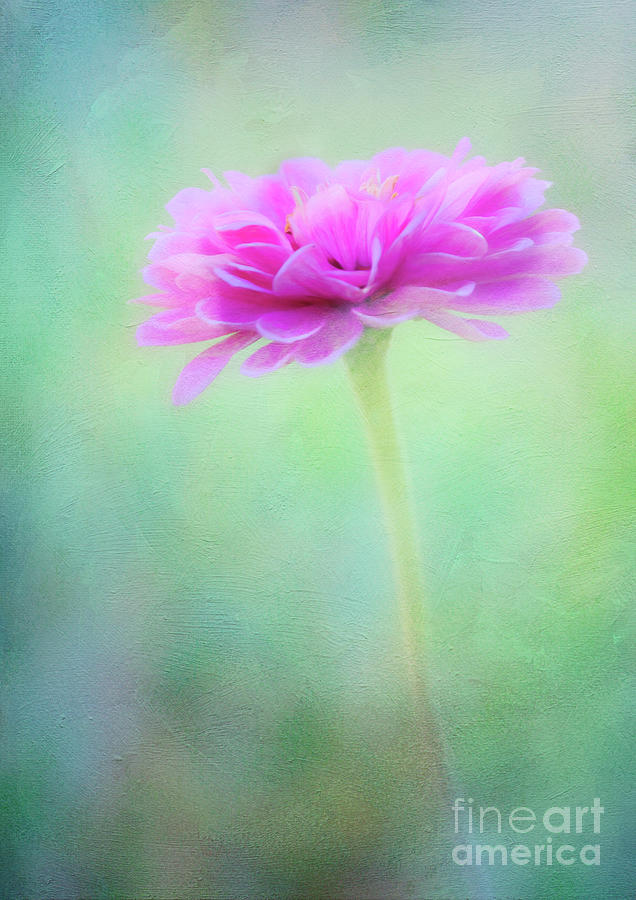 Painted Pink Zinnia Photograph by Anita Pollak Painted Pink Zinnia Photograph by Anita Pollak