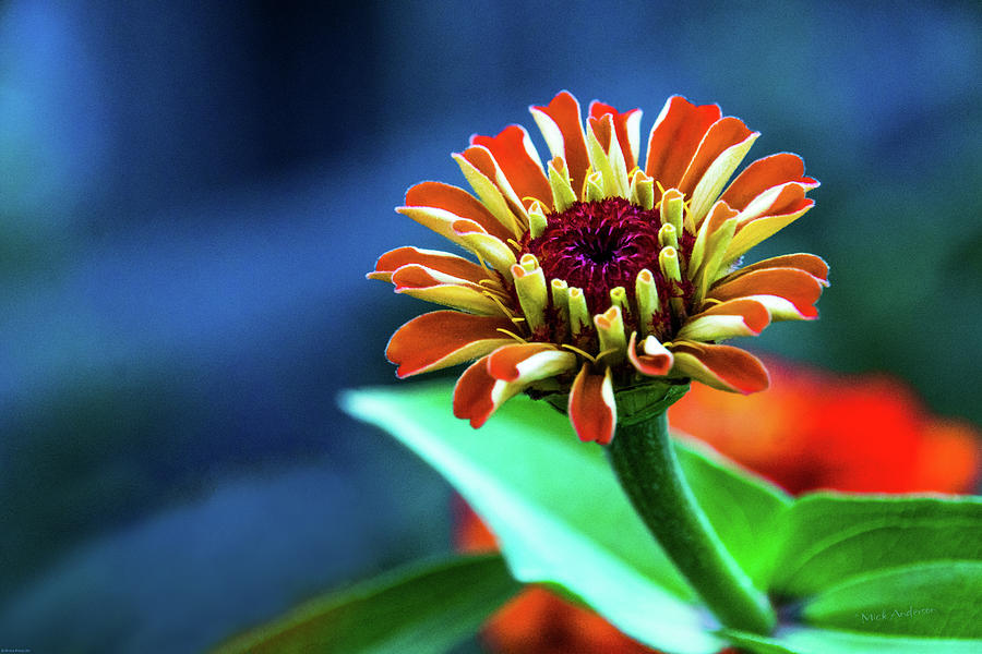 Zinnia Ascending Photograph by Mick Anderson
