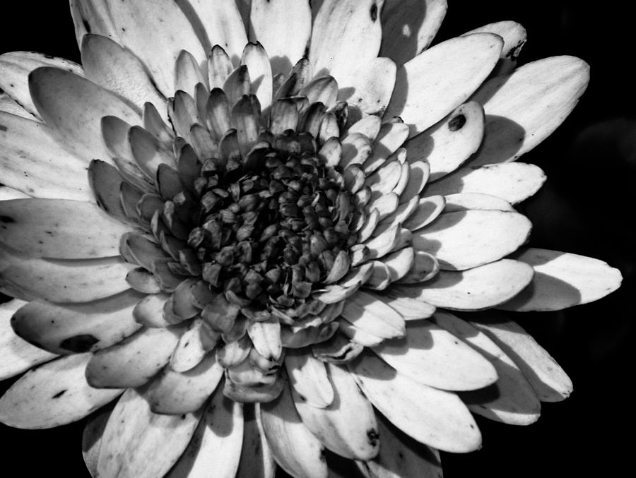 Zinnia - Black and White Photograph by Alicia BRYANT | Pixels