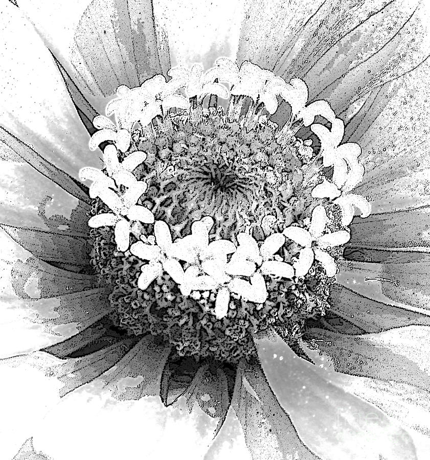 Zinnia, Black and White Photograph by Jeanette French