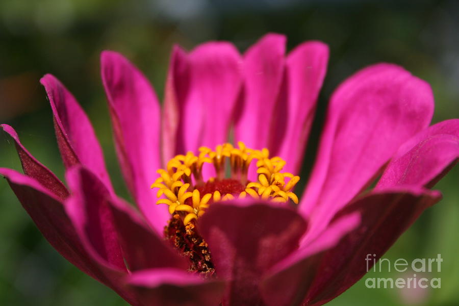 Nature Photograph - Zinnia Bowl by Maria Young
