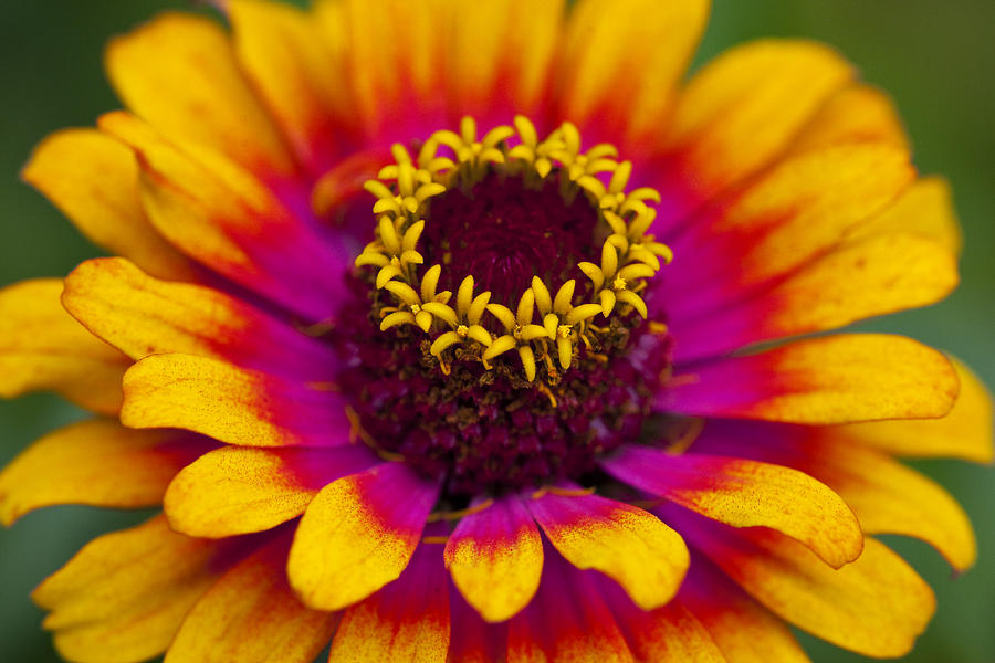 Zinnia Close Up Photograph by Amy Jackson - Fine Art America