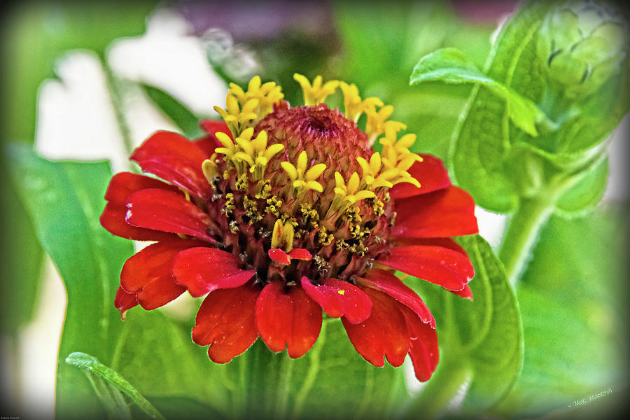 Zinnia Detail Photograph by Mick Anderson