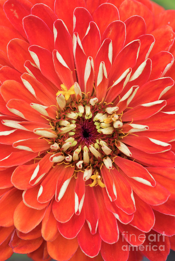 Flower Photograph - Zinnia Elegans Benarys Giant Orange by Tim Gainey