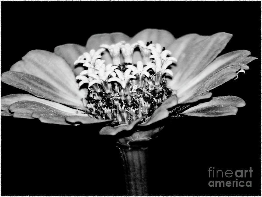Zinnia Flower Black and White Fine Art Photography Photograph by Carol F Austin