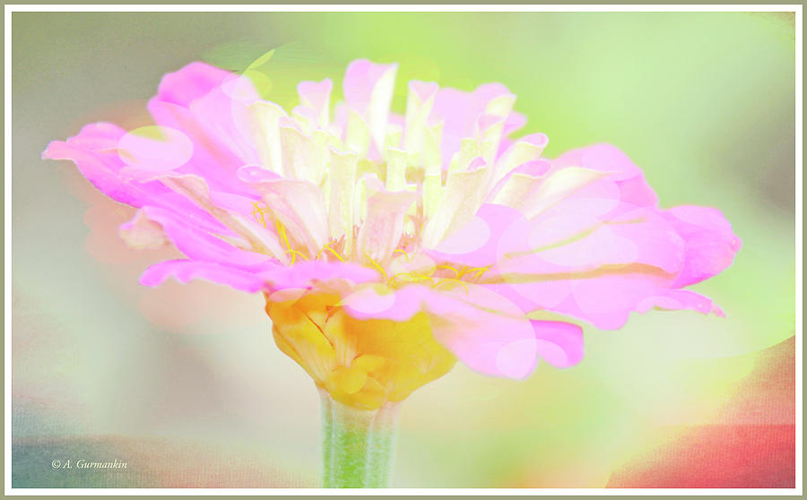 Zinnia Flower, Digital Art Digital Art by A Macarthur Gurmankin