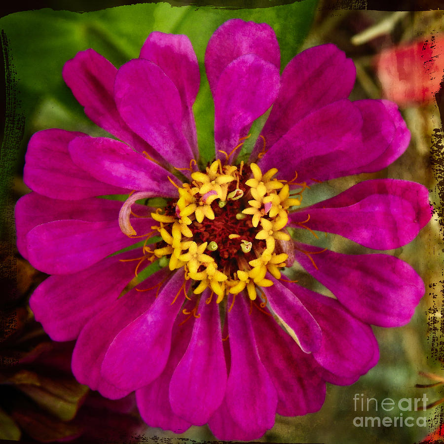 Zinnia flower Photograph by Ella Kaye Dickey