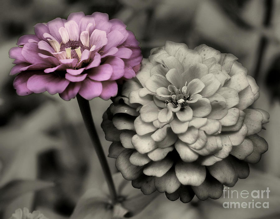 Zinnia Flower Pair Photograph by Smilin Eyes Treasures