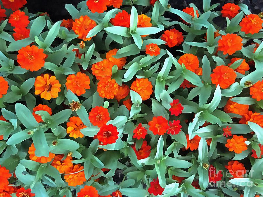 Zinnia flower - Profusion Orange Photograph by Janine Riley