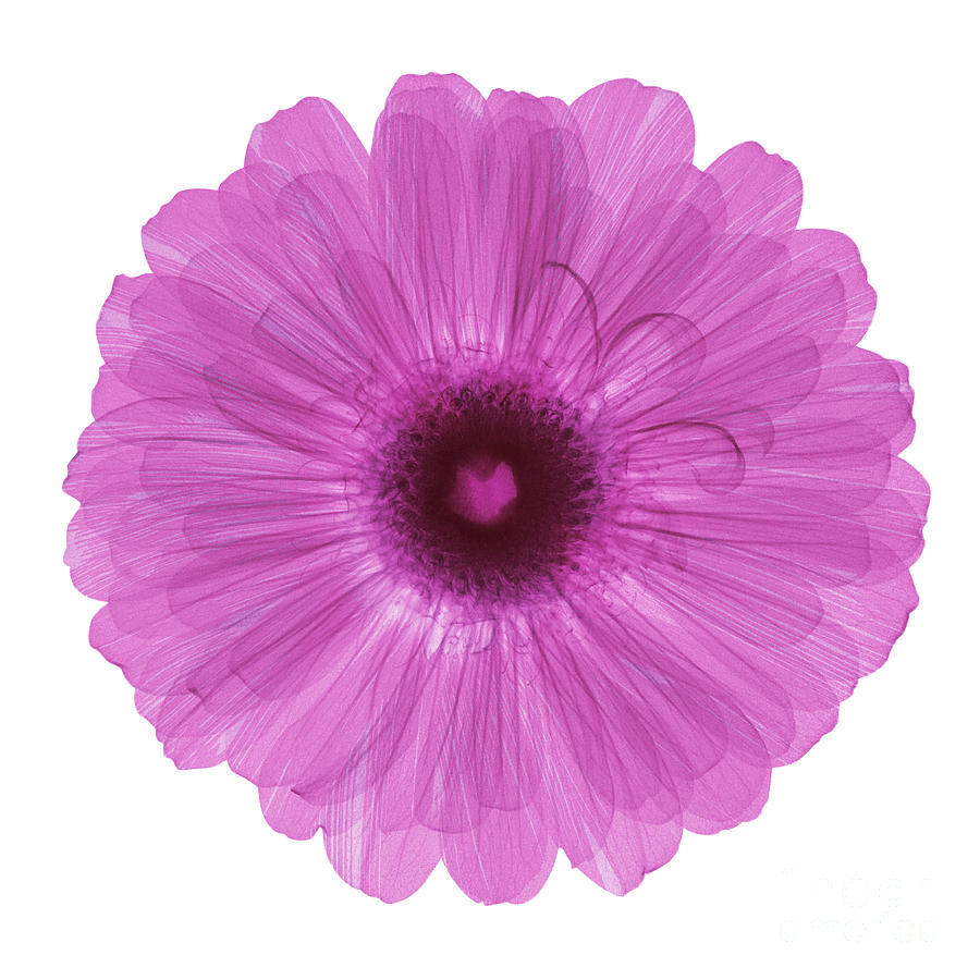 Zinnia Flower, X-ray Photograph by Ted Kinsman