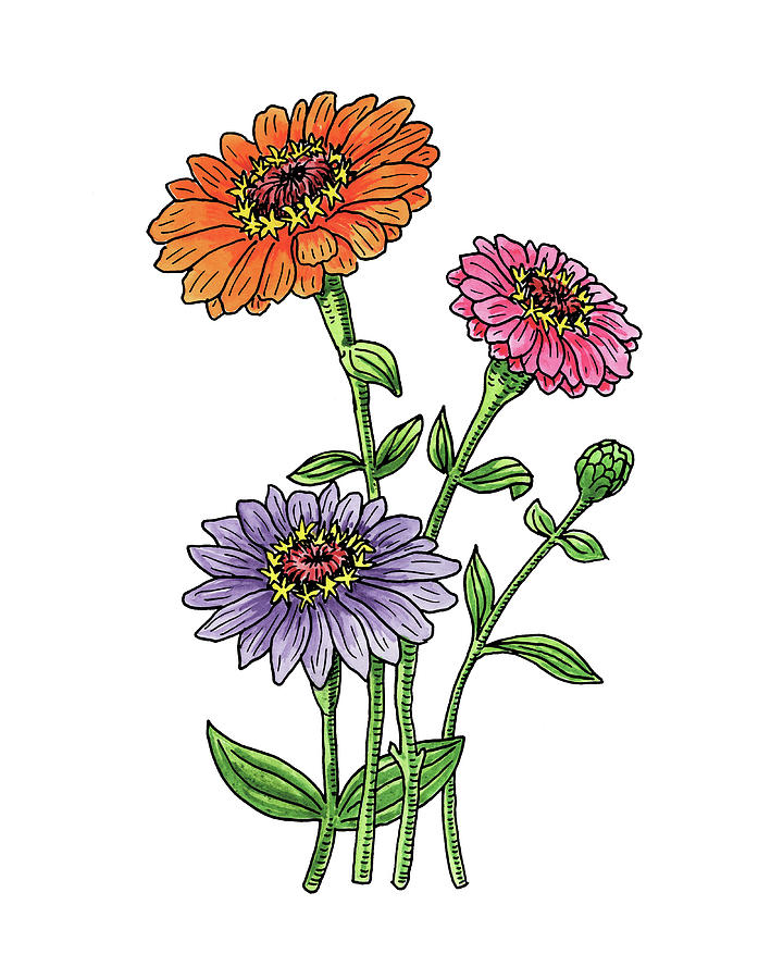 Zinnia Flowers Watercolor Painting