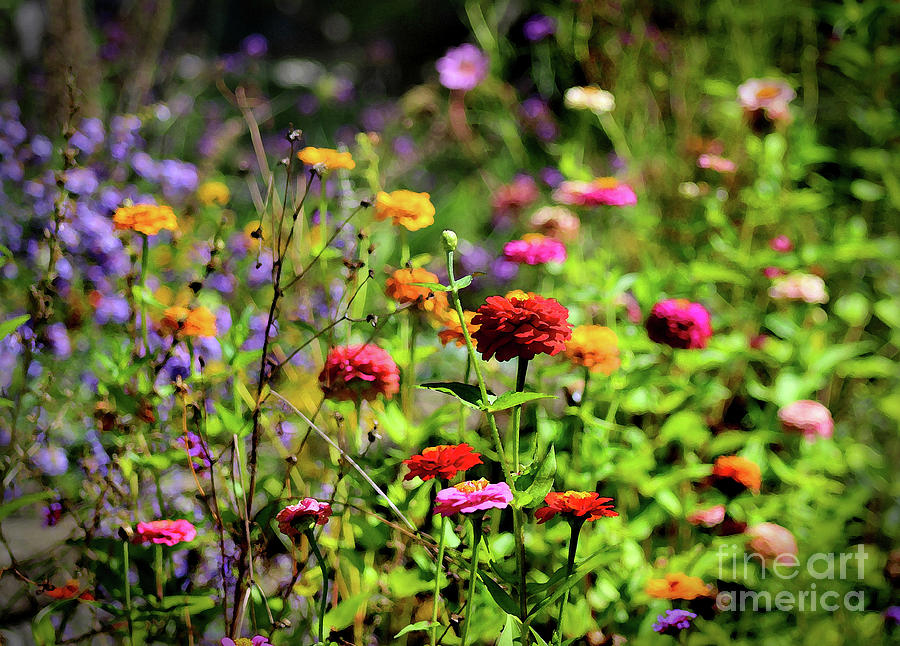 Zinnia Garden Paints Photograph by Karen Adams