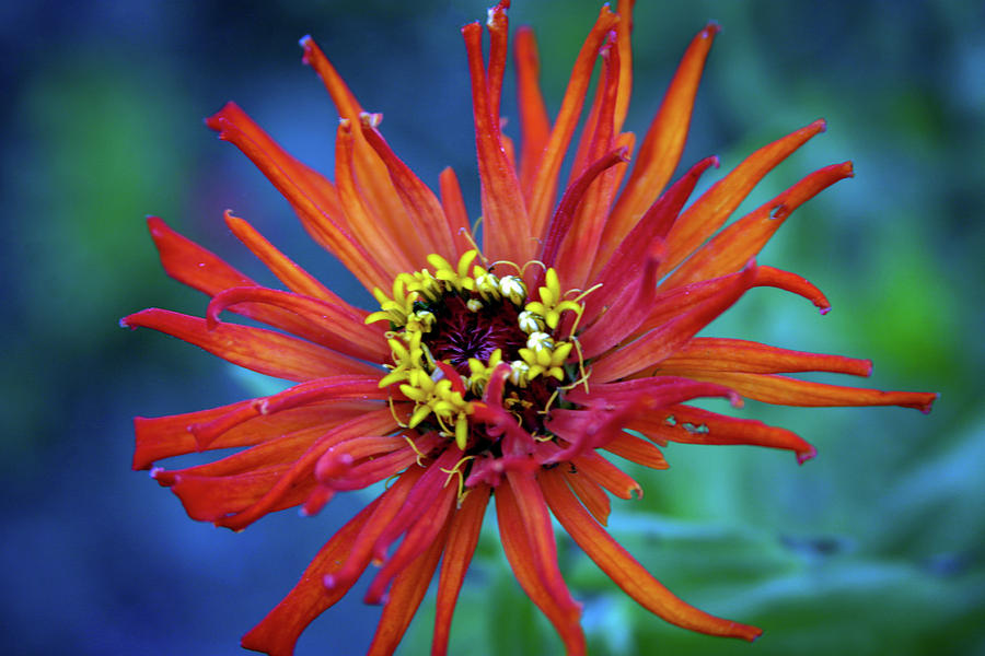 Zinnia Going Out With Style 6155 H_2 Photograph by Steven Ward