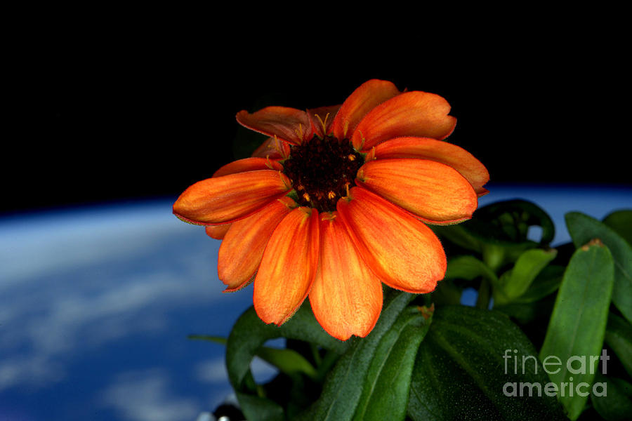Zinnia Grown On Iss Veggie Facility Photograph by Science Source