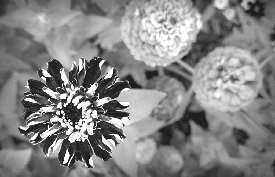Black And White Photograph - Zinnia in Black and White  by Lois Braun