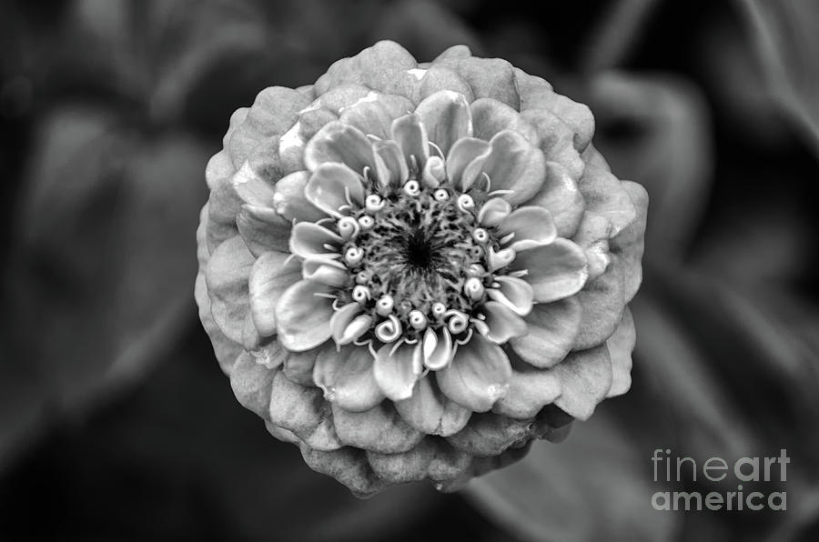Zinnia In Black And White Photograph by Michelle Meenawong