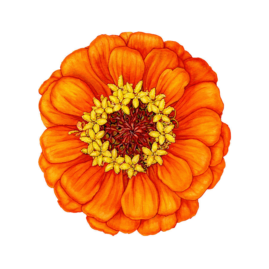 Zinnia Painting - Zinnia In Orange by Suzannah Alexander Zinnia Painting - Zinnia In Orange by Suzannah Alexander