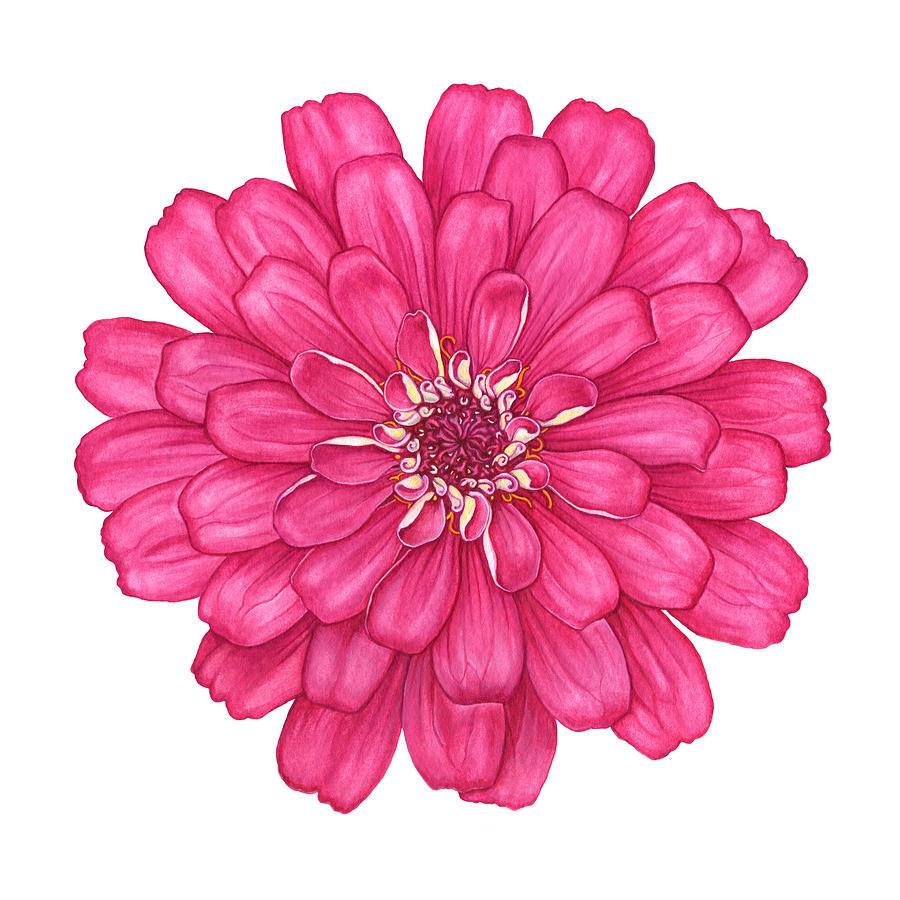 Flower Painting - Zinnia in Pink by Suzannah Alexander