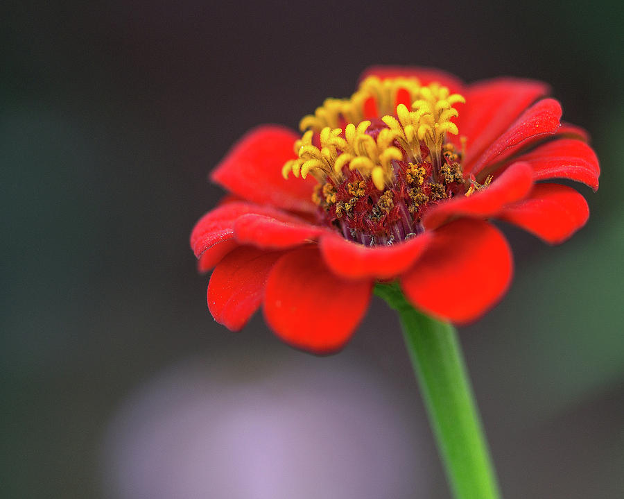 Zinnia In The Evening Photograph