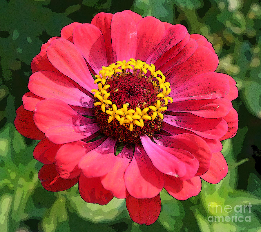 Zinnia Photograph by Jeanette French