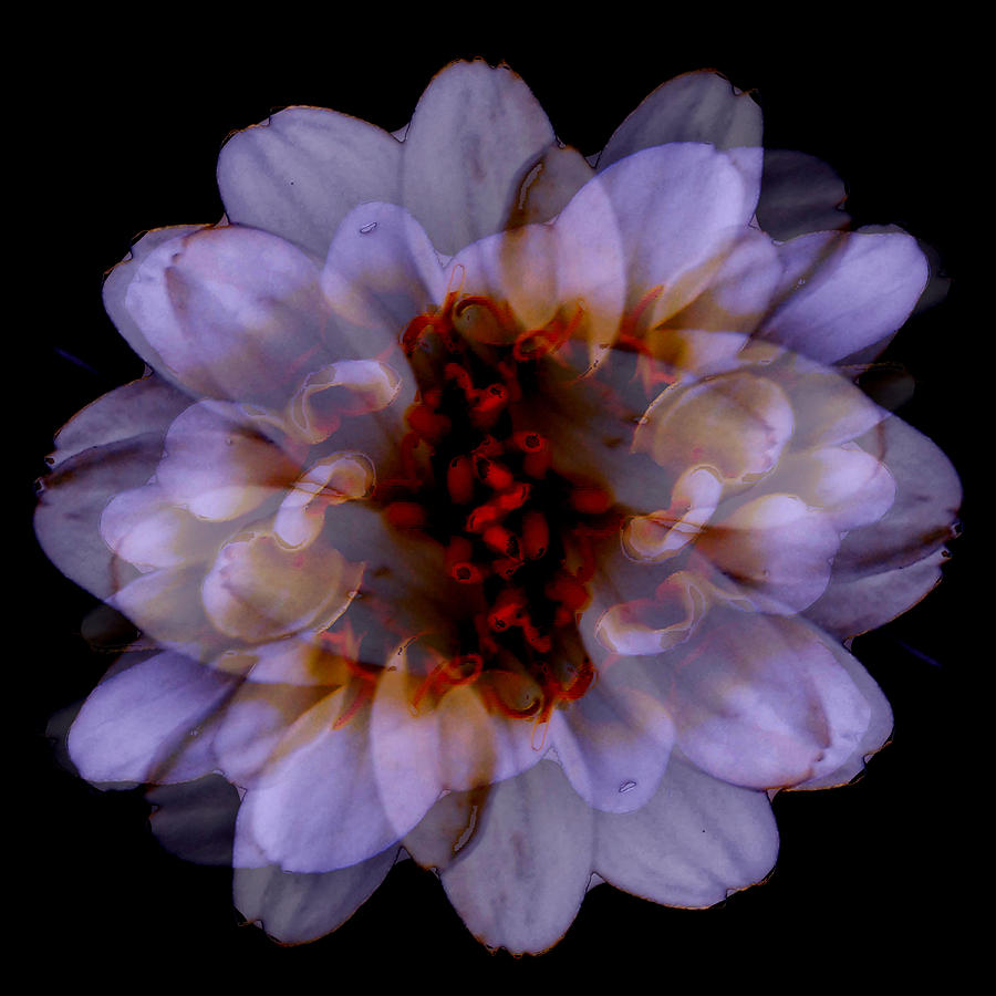 Zinnia On Black Photograph by Ruth Palmer