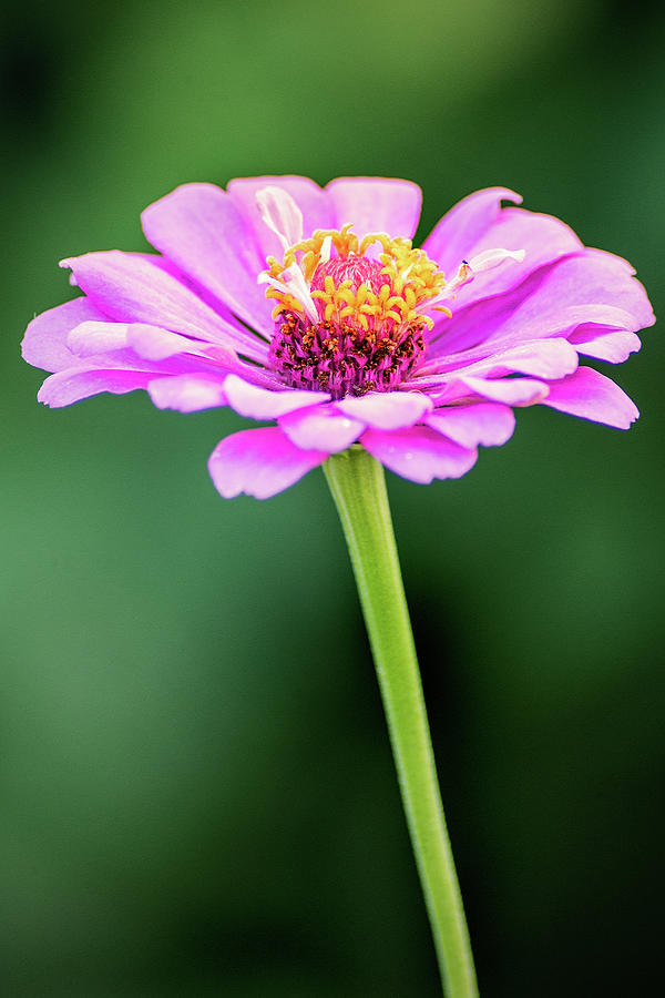 Zinnia-Side View Photograph by Don Johnson