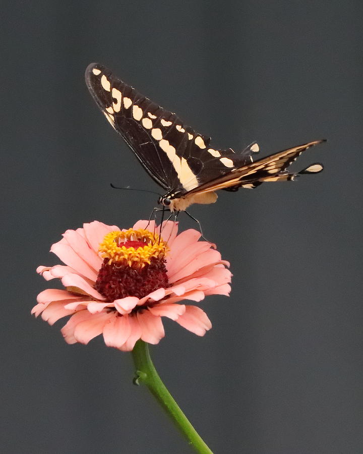 Zinnia with Butterfly 2702 Photograph by John Moyer
