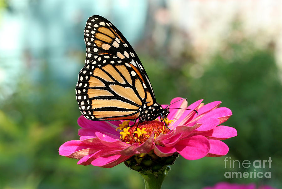 Zinnia with the Monarch Photograph by Steve Augustin