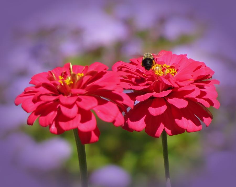 Zinnia Zone Bee Photograph by MTBobbins Photography
