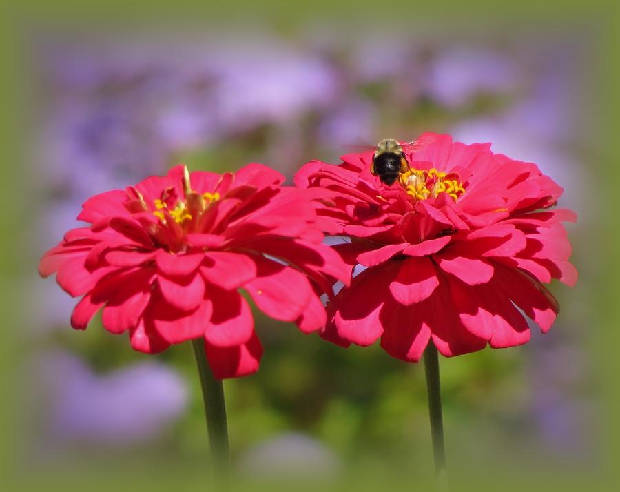 Zinnia Zone Bee with Green Vignette Photograph by MTBobbins Photography