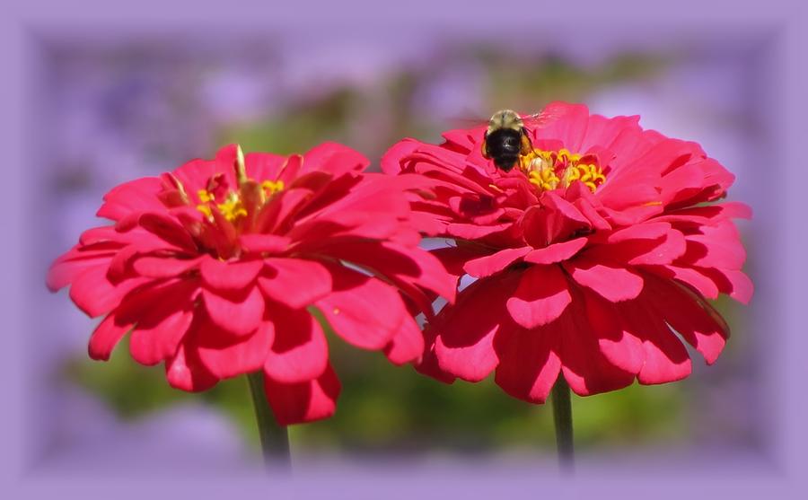 Zinnia Zone Bee with Purple Vignette Photograph by MTBobbins Photography