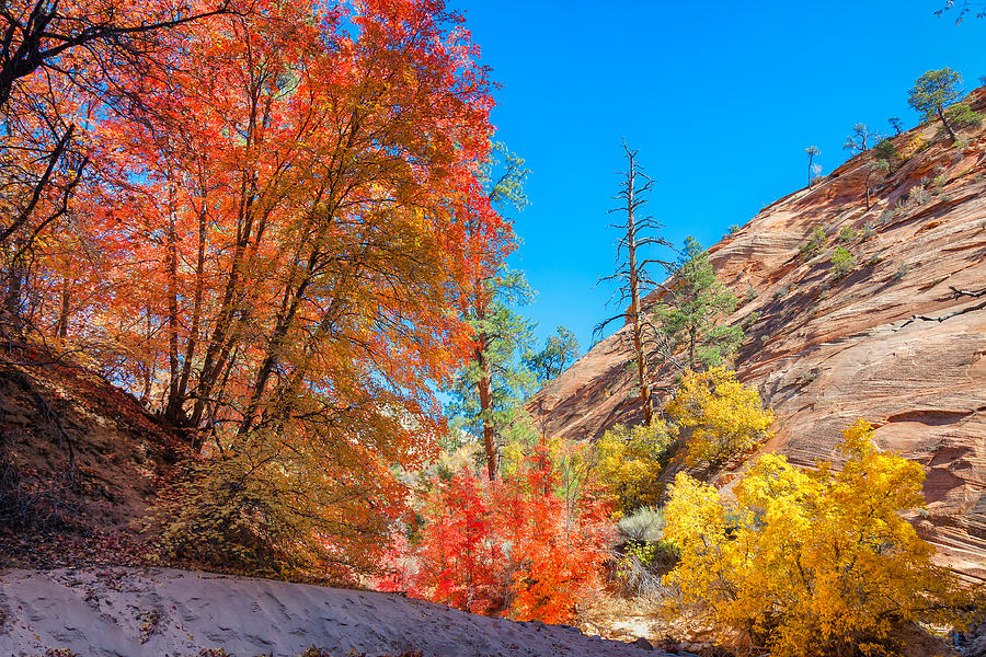 Zion Autumn Colors Photograph by John M Bailey