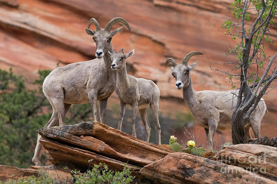 Zion Big Horn Sheep Photograph by Jerry Fornarotto