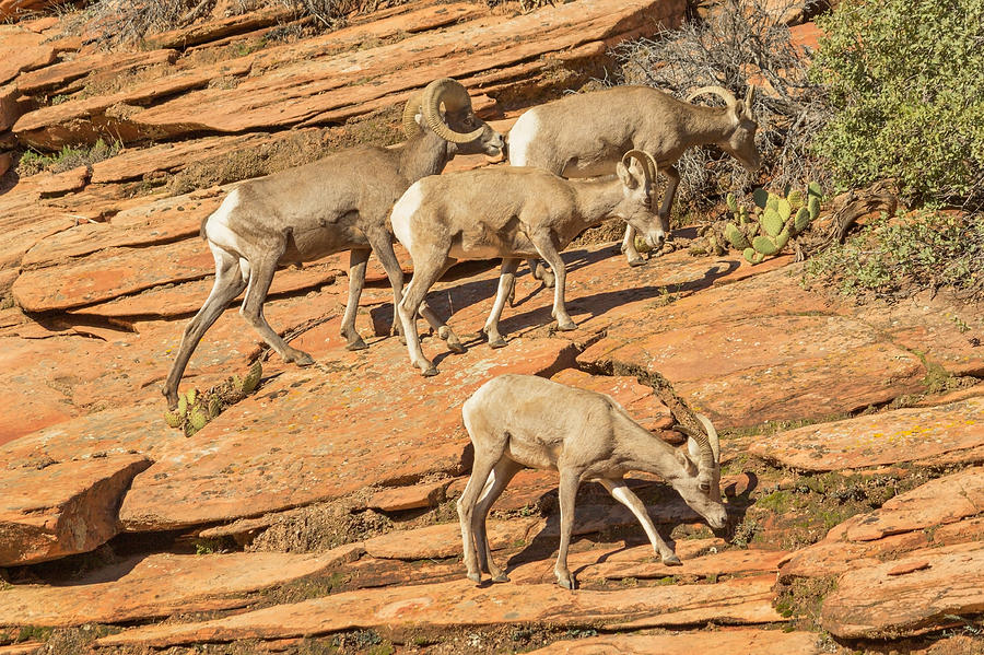 Zion Big Horn Sheep Photograph by Peter J Sucy