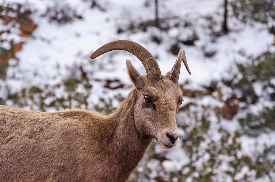 Zion Bighorn Sheep close-up Photograph by Gaelyn Olmsted