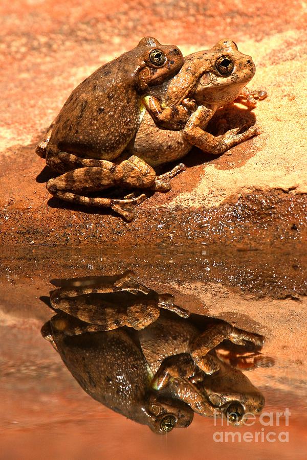 Zion Canyon Tree Frogs In Love Photograph by Adam Jewell