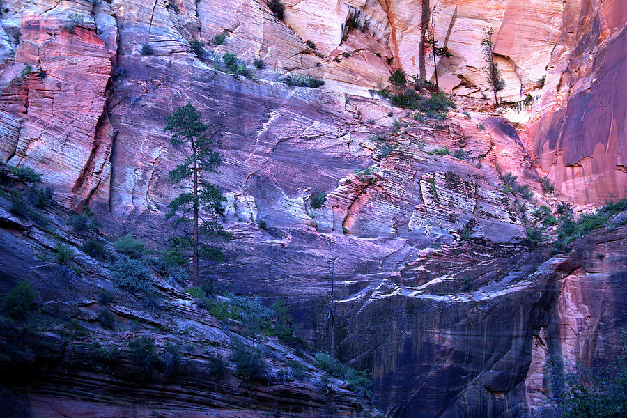 Zion Canyon Wall Photograph by David Chasey