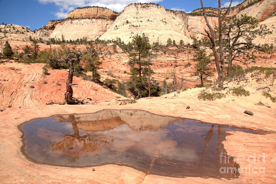 Zion East Landscape Reflections Photograph by Adam Jewell