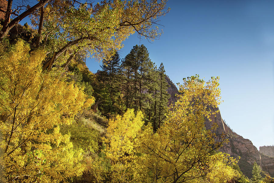 Zion fall colors Photograph by Kunal Mehra