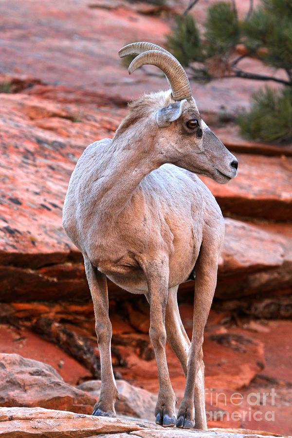 Zion National Park Photograph - Zion National Park Big Horn Sheep by Adam Jewell