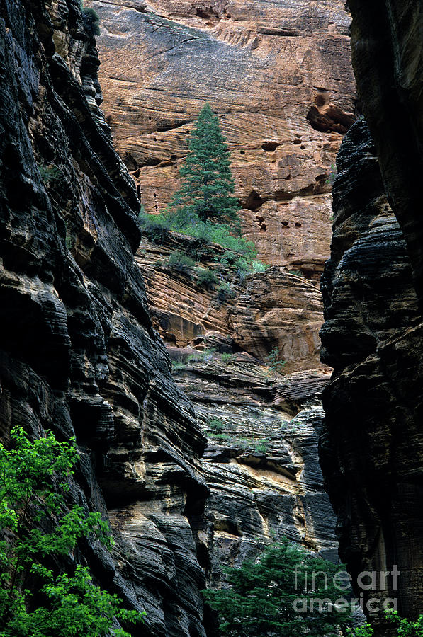 Zion National Park Canyon Walls   Photograph by Jim Corwin