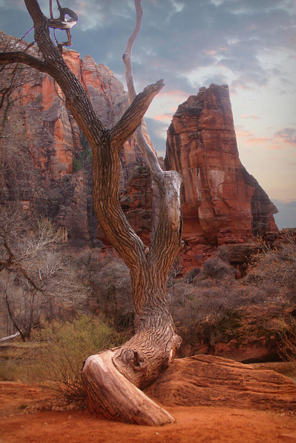 Zion National Park Photograph by Patricia Montgomery
