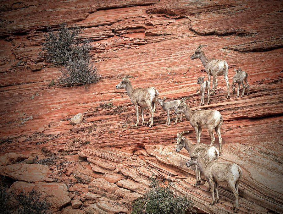 Zion National Park by Ronald Lafleur Zion National Park by Ronald Lafleur