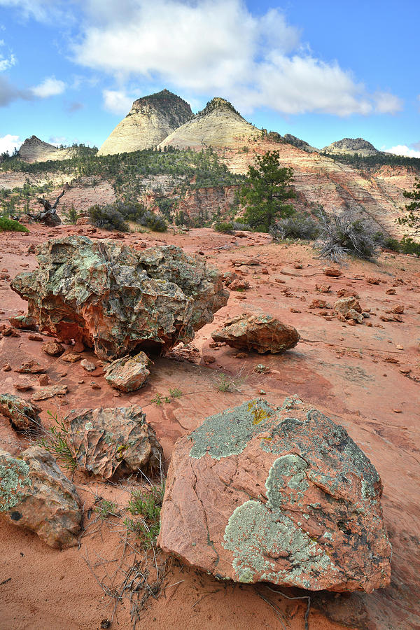 Zion Rock Garden Photograph by Ray Mathis