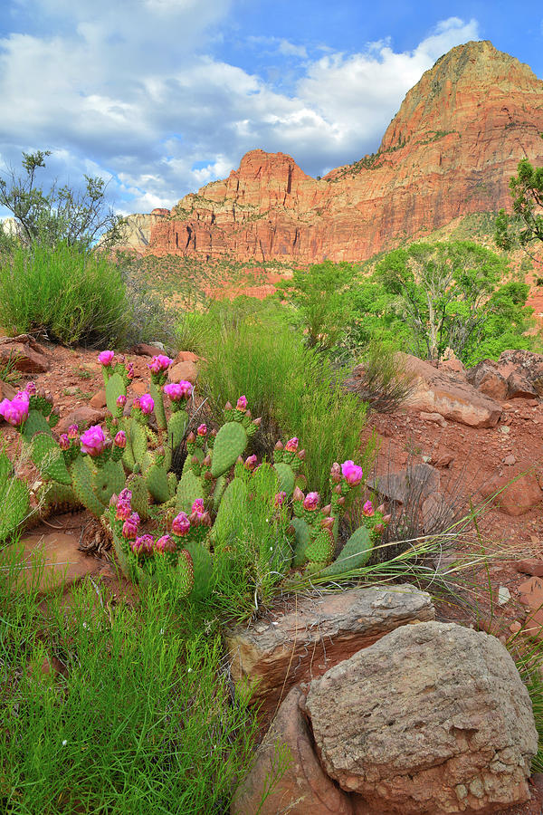 Zion Skyline Cacti Photograph by Ray Mathis