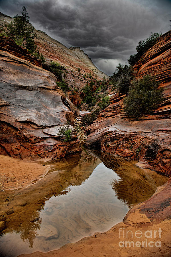 Zion Stream on Rainy Day Photograph by David Arment