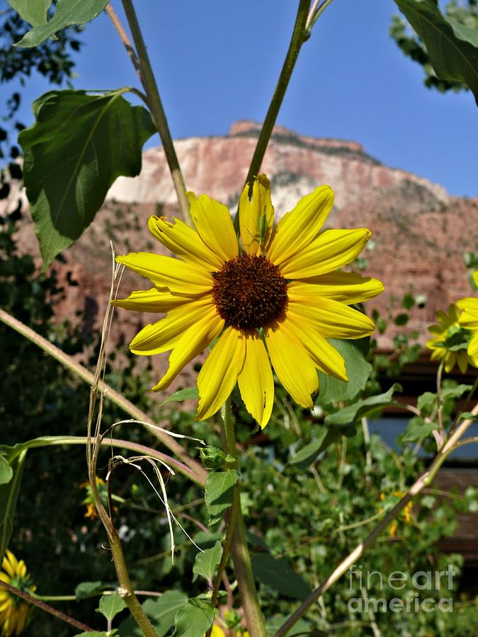 Zion Sunflower With Bug Photograph
