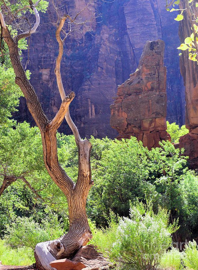 Zion Tree Photograph
